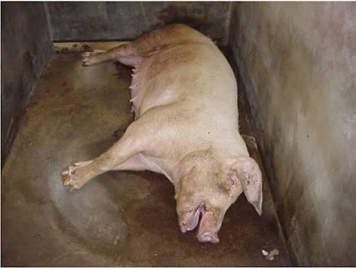 Không chỉ lây từ dơi, virus Nipah có thể truyền qua cả lợn và thịt lợn: Cảnh báo nguy cơ từ nguồn thực phẩm kém an toàn- Ảnh 1.