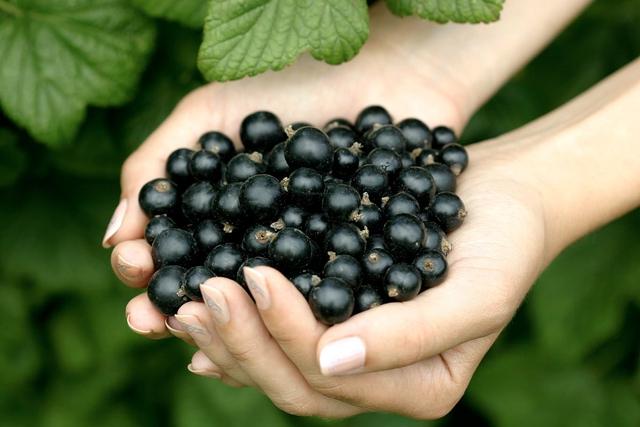 Loại quả nhỏ bé được vinh danh “Hương vị của năm 2026”: Giàu vitamin C vượt trội, tốt cho tim mạch và miễn dịch- Ảnh 2.