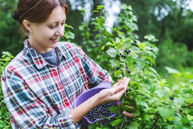 Loại quả nhỏ bé được vinh danh “Hương vị của năm 2026”: Giàu vitamin C vượt trội, tốt cho tim mạch và miễn dịch- Ảnh 1.