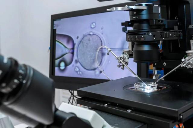 Các nhà khoa học tìm ra cách “trẻ hóa” trứng cho IVF Cánh cửa mới cho phụ nữ mang thai sau tuổi 40- Ảnh 2.