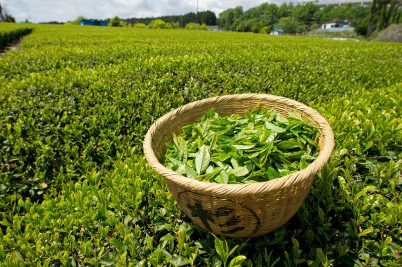 4 thực phẩm chứa polyphenol giúp chống oxy hóa, hỗ trợ tim mạch- Ảnh 1.