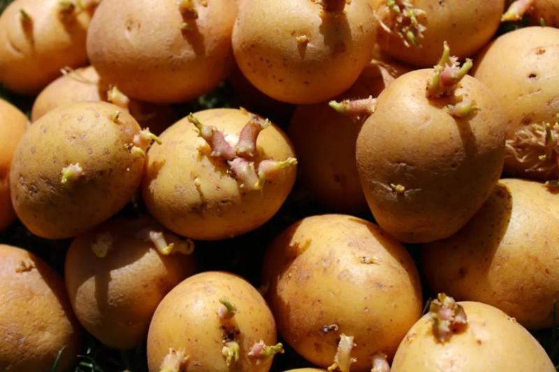 7 thực phẩm chứa chất độc, "nuôi dưỡng tế bào ung thư" nhưng nhiều người nghĩ "ăn được"- Ảnh 3.