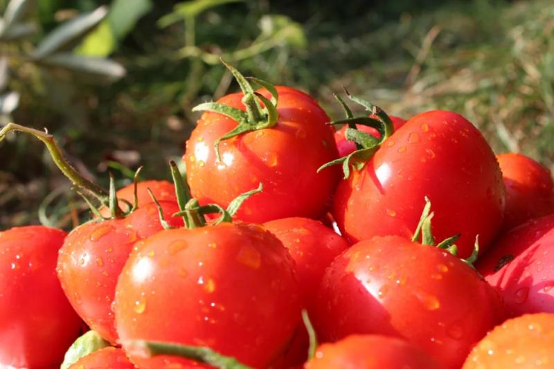 6 loại rau tốt nhất đừng vội cho vào tủ lạnh, bác sĩ khuyên để nhiệt độ phòng vẫn là 