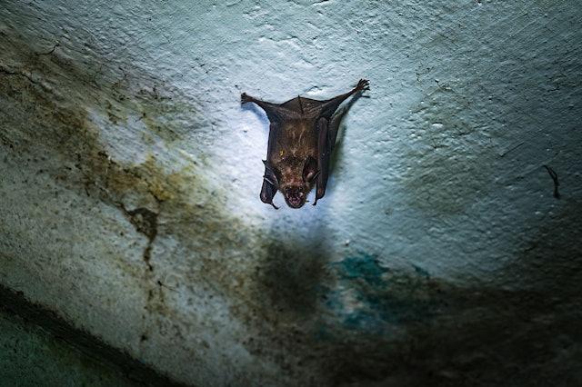 Chuyên gia cảnh báo: Virus Nipah cùng họ virus RNA với COVID-19, có thể lây truyền qua đường hô hấp- Ảnh 4.