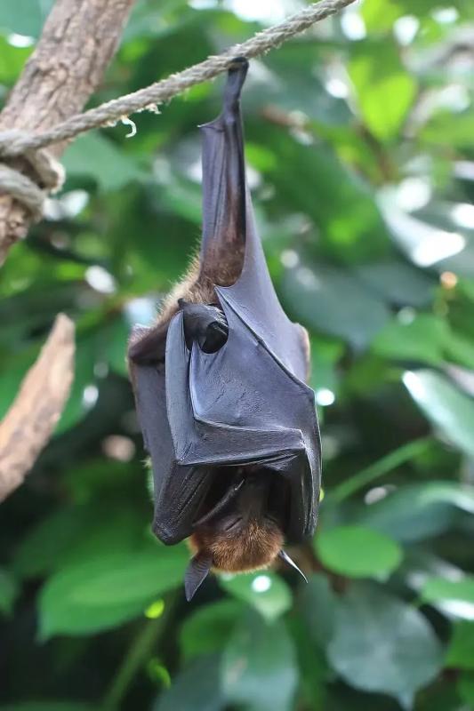 Món nước dễ chứa nguồn lây virus Nipah: Chuyên gia cảnh báo ngon, thèm mấy cũng phải tránh- Ảnh 1.