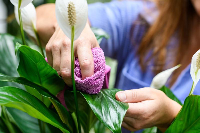 Top 10 cây lọc không khí dễ trồng nhất cho năm mới tinh tươm, trong lành- Ảnh 4.