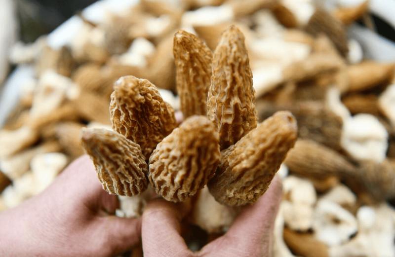 Loại cây dại mọc um tùm ở Việt Nam, "trời Tây" bán giá 13 triệu đồng/kg vẫn có người rút hầu bao- Ảnh 4.