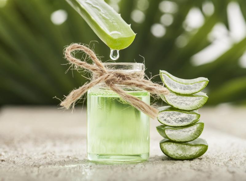 Loại cây ví như "thần dược" cho sức khỏe, hóa ra người Việt lại chỉ trồng làm cảnh- Ảnh 3.