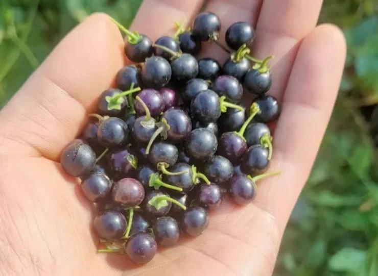 Loại quả dại xưa rụng thối gốc không ai "ngó" nay có giá gần 1 triệu/kg vẫn có người mua- Ảnh 4.