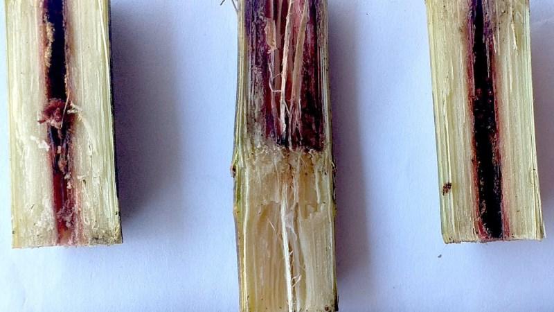 5 loại thực phẩm ngon bổ này sẽ hóa 