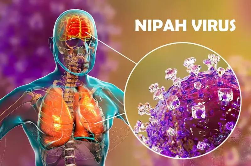 Virus Nipah quay trở lại Ấn Độ: Giới chuyên gia nói gì về nguy cơ xâm nhập Việt Nam?- Ảnh 1.
