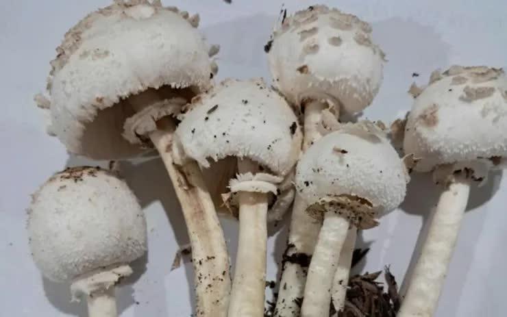 Bộ Y tế: Khẩn trương điều tra vụ nghi ngộ độc thực phẩm do ăn nấm lạ tại Tây Ninh- Ảnh 1.