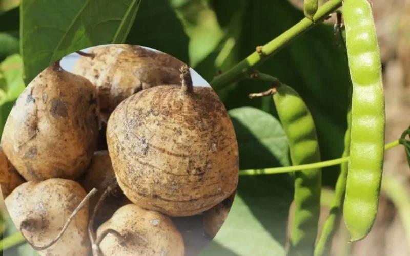 Cảnh báo ngộ độc nguy hiểm từ hạt củ đậu- Ảnh 1.
