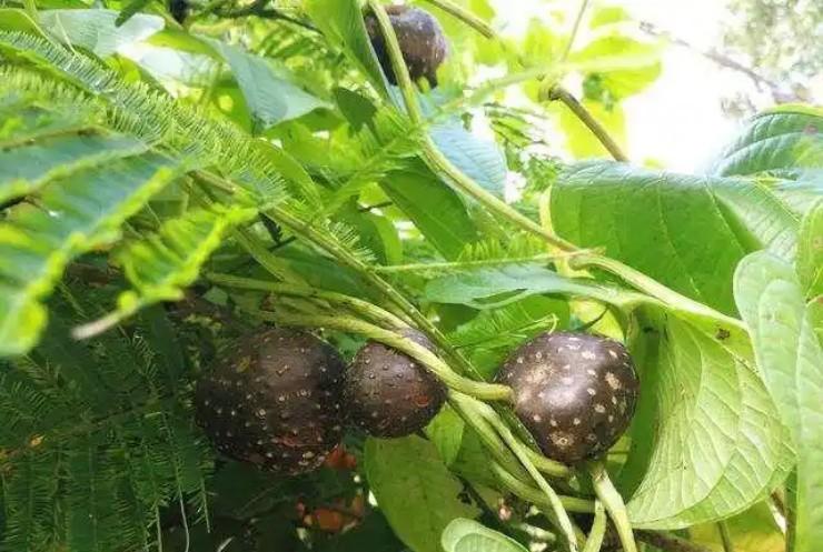 Loại khoai “kỳ lạ” cho củ trên cành, được săn tìm vì có công dụng này- Ảnh 1.