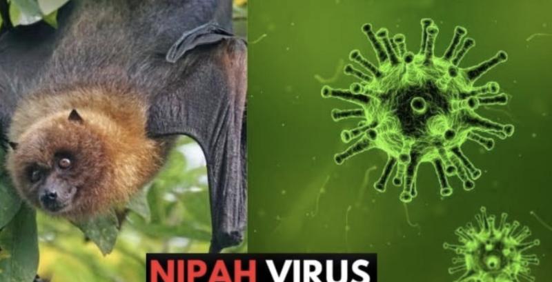 Nóng: Cục Quản lý Khám chữa bệnh (Bộ Y tế) ra thông báo khẩn về virus Nipah- Ảnh 1.