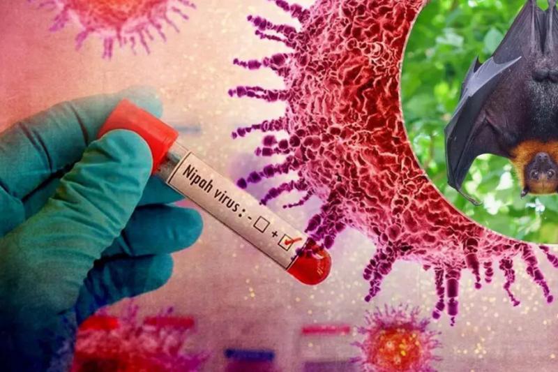 Virus Nipah có khả năng trở thành đại dịch không? Chuyên gia nhận định đường lây và khả năng xuất hiện tại Việt Nam- Ảnh 6.