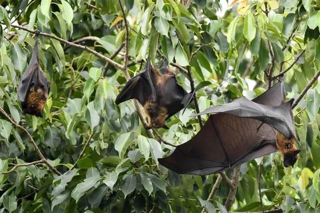 Virus Nipah bùng phát tại Ấn Độ, các nước láng giềng đồng loạt nâng mức cảnh giác: Cảnh báo loại virus chết người, không có cách chữa khỏi- Ảnh 1.