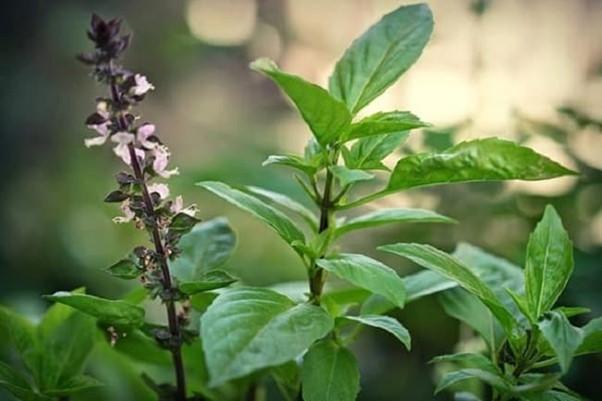 Loại rau là "nữ hoàng của các loại thảo dược" có nhiều lợi ích cho sức khỏe- Ảnh 1.