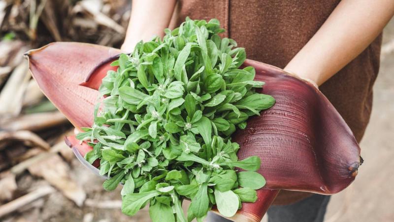 Từng bị coi là cỏ dại, 5 loại rau này được săn lùng như 