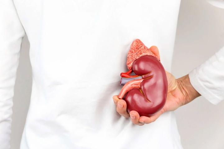 Chỉ còn một quả thận có phải đối mặt với nguy cơ suy thận sớm?- Ảnh 1.