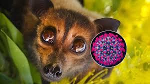 Bác sĩ bệnh viện tuyến đầu nói thẳng về virus Nipah- Ảnh 3.
