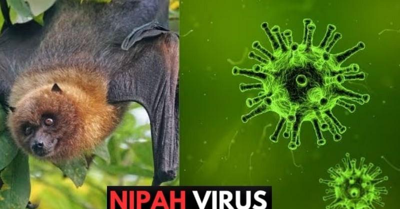 Bộ Y tế khẩn cấp yêu cầu tăng cường giám sát virus Nipah tại cửa khẩu- Ảnh 1.