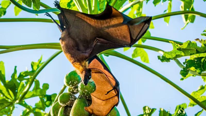 Chuyên gia cảnh báo: Loài dơi mang virus Nipah thích ăn một loại quả quen thuộc, ngày Tết ở Việt Nam bán cực nhiều- Ảnh 1.
