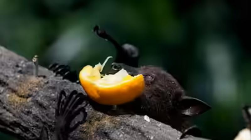 Chuyên gia cảnh báo: Loài dơi mang virus Nipah thích ăn một loại quả quen thuộc, ngày Tết ở Việt Nam bán cực nhiều- Ảnh 2.