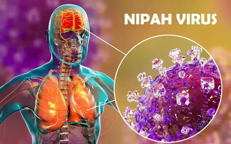 Infographic: Các biện pháp phòng, chống dịch bệnh do virus Nipah- Ảnh 1.
