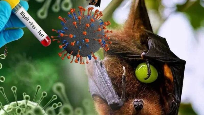 Virus Nipah có khả năng trở thành đại dịch không? Chuyên gia nhận định đường lây và khả năng xuất hiện tại Việt Nam- Ảnh 4.
