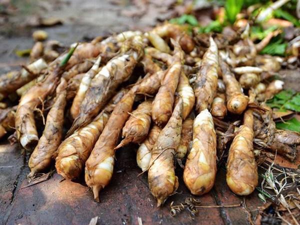 Củ dong riềng tưởng chỉ để ăn cho ấm bụng, hóa ra lại giúp xương chắc, mắt khỏe, đề kháng tốt hơn- Ảnh 1.