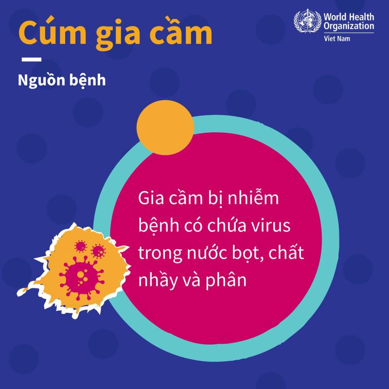 Khuyến cáo giảm thiểu nguy cơ mắc cúm gia cầm- Ảnh 2.