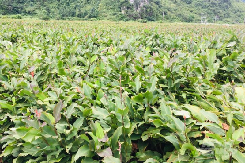 Củ dong riềng tưởng chỉ để ăn cho ấm bụng, hóa ra lại giúp xương chắc, mắt khỏe, đề kháng tốt hơn- Ảnh 4.
