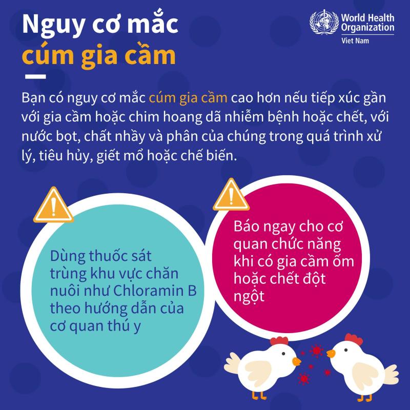 Khuyến cáo giảm thiểu nguy cơ mắc cúm gia cầm- Ảnh 3.