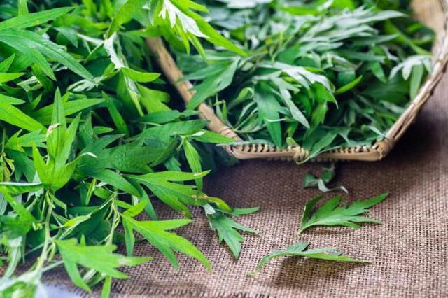 Tôi dùng ngải cứu làm bông nhồi gối trong 6 tháng, sau đó đi khám sức khỏe và bác sĩ đã rất "ghen tị" vì lý do này- Ảnh 1.