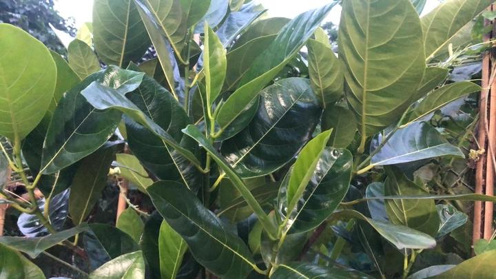 Giải rượu bằng lá mít: Kinh nghiệm dân gian hay chỉ là lời đồn?- Ảnh 1.