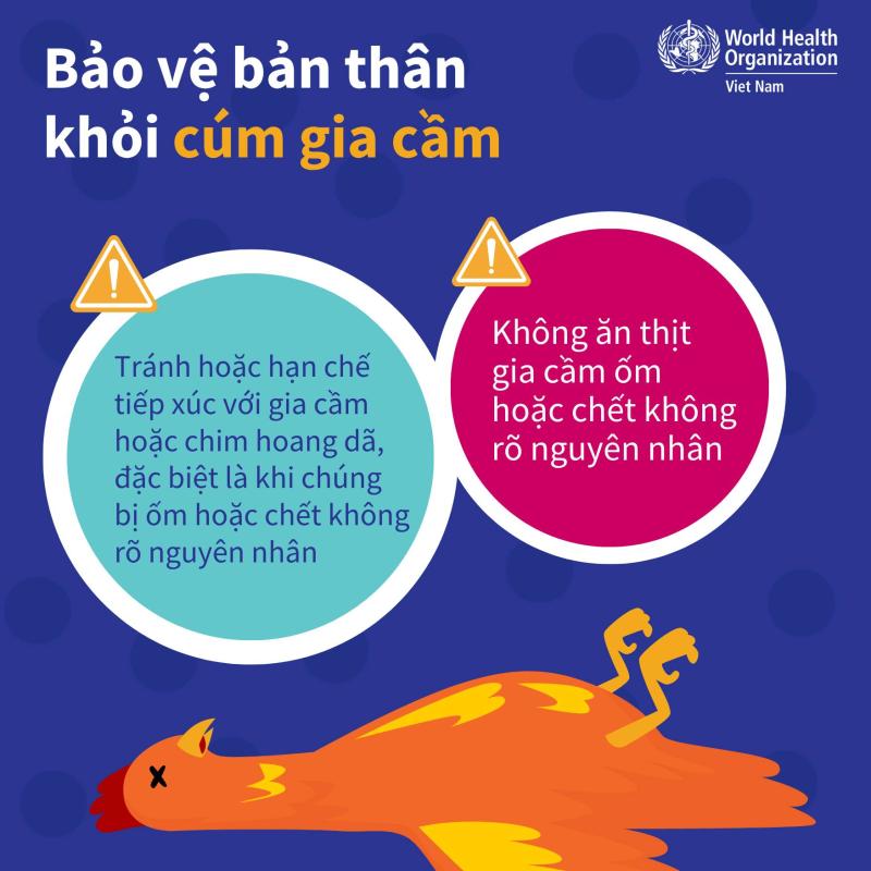 Khuyến cáo giảm thiểu nguy cơ mắc cúm gia cầm- Ảnh 4.