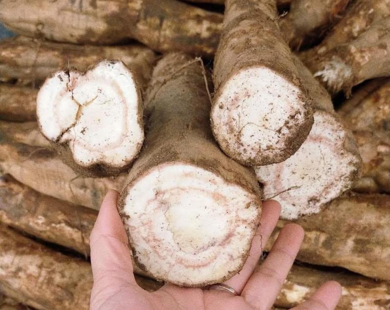 2 loại củ giải rượu cực tốt, nhất cái số 1 ở Việt Nam có đầy- Ảnh 2.