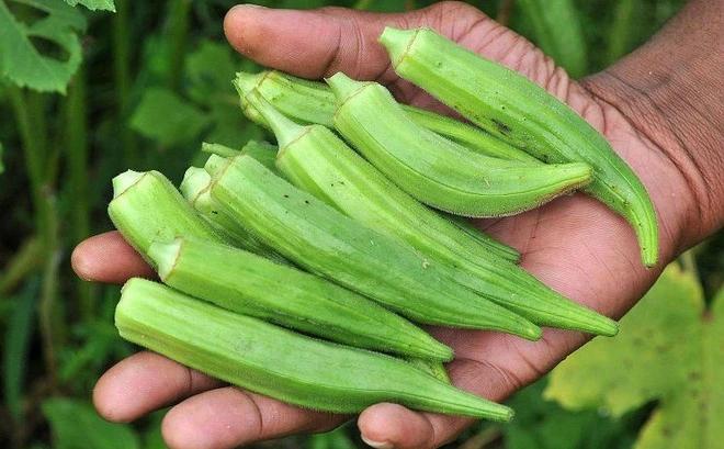Người tiểu đường có nên ăn đậu bắp? 5 lợi ích sức khỏe khiến nhiều người bất ngờ- Ảnh 1.
