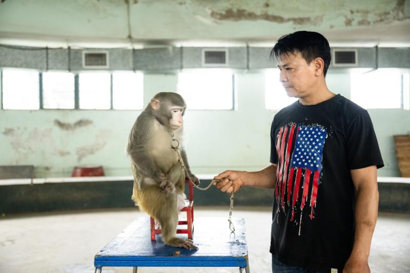 Đi thăm trâu, khỉ, ngựa... giữa trung tâm Thủ đô và nghe những chuyện thấy 