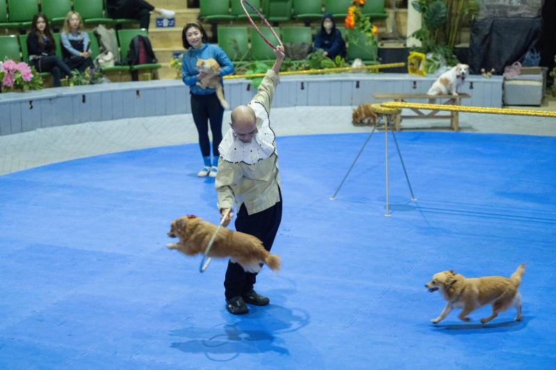Đi thăm trâu, khỉ, ngựa... giữa trung tâm Thủ đô và nghe những chuyện thấy 