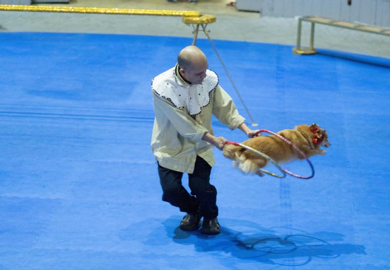 Đi thăm trâu, khỉ, ngựa... giữa trung tâm Thủ đô và nghe những chuyện thấy 