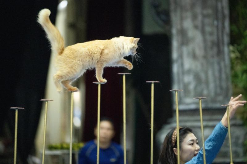 Đi thăm trâu, khỉ, ngựa... giữa trung tâm Thủ đô và nghe những chuyện thấy 
