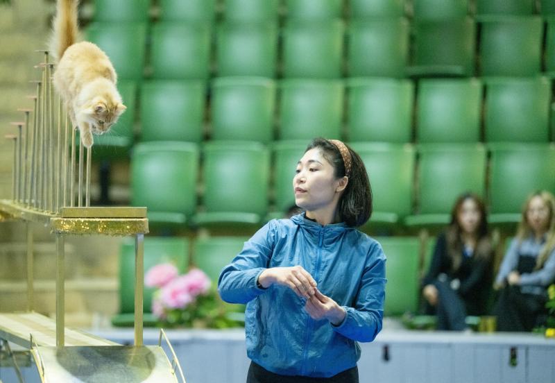 Đi thăm trâu, khỉ, ngựa... giữa trung tâm Thủ đô và nghe những chuyện thấy 