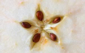 Loại quả là “báu vật" ngày Tết, đi chợ thấy bỏ qua quá phí- Ảnh 5.