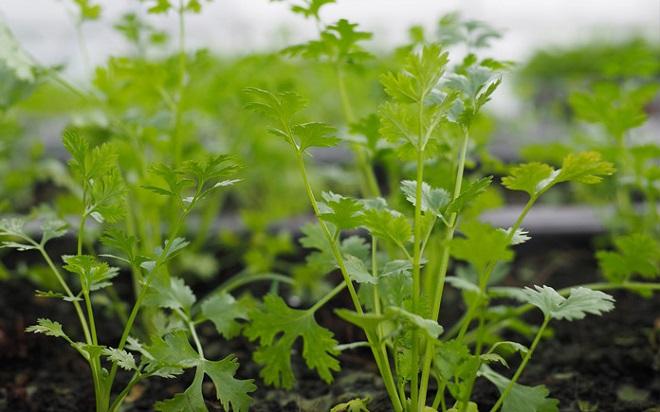 Rau mùi - loại rau gây chia rẽ nhất thế giới lại âm thầm mang 3 lợi ích sức khỏe khiến ai cũng bất ngờ- Ảnh 1.