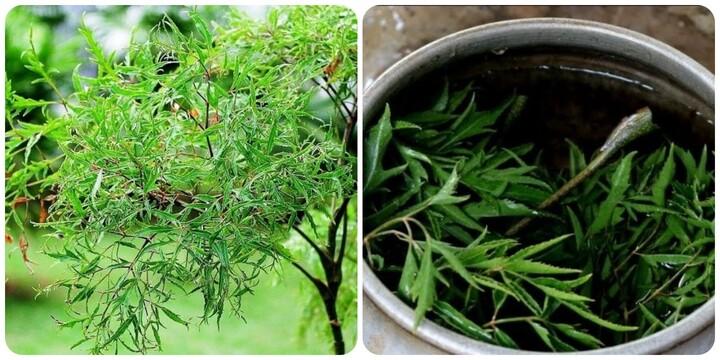 Những người không nên uống nhiều nước đinh lăng- Ảnh 1.