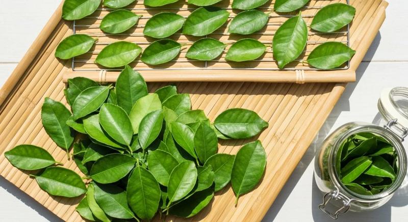 Loại lá ở Việt Nam rụng đầy gốc, "trời Tây" bán 7 triệu đồng vẫn hút khách- Ảnh 2.