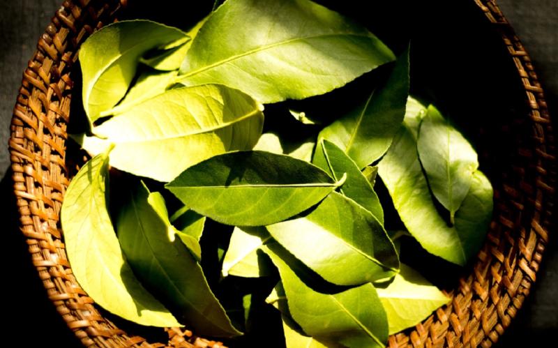 Loại lá ở Việt Nam rụng đầy gốc, "trời Tây" bán 7 triệu đồng vẫn hút khách- Ảnh 3.