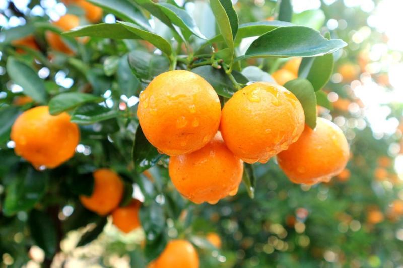 Loại quả là “báu vật" ngày Tết, đi chợ thấy bỏ qua quá phí- Ảnh 2.